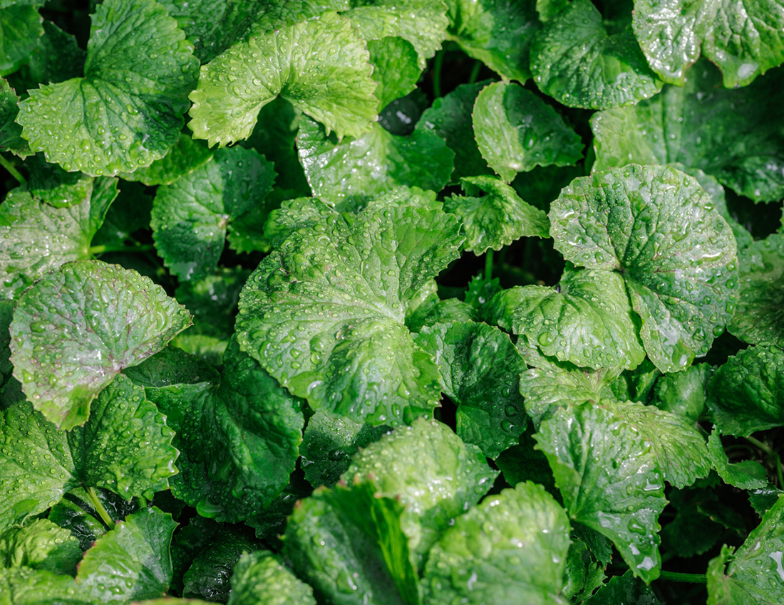 Centella Asiatica Leaf Oil